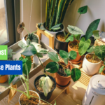 Top 10 Most Rare House Plants