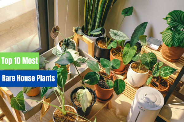 Top 10 Most Rare House Plants